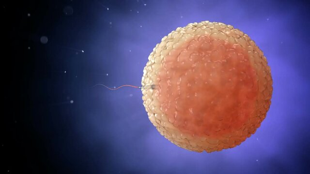 Sperm. Spermatozoon inside human egg cell. Realistic 3d animation