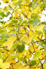 Lyriodendron tulip (tulip tree) (Liriodendron tulipifera L.). Branches with fruits
