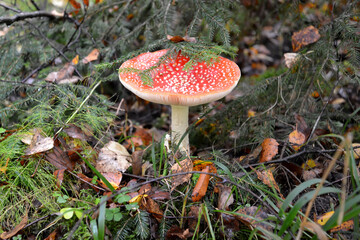 Fly agaric (Amanita muscaria (L.) Hook.) Grows under the Christmas tree