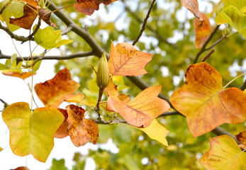 Lyriodendron tulip (tulip tree) (Liriodendron tulipifera L.). Branches with fruits in autumn