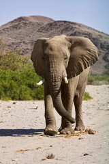Fototapeta na wymiar Very rare desert bull elephant walking in Hoanib river valley, Kunene, Damaraland, Kaokoveld, Kaokoland, Sesfontein, Namibia