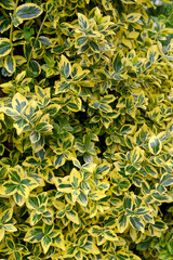 Beresclet Forchun, Emerald Gold variety (Euonymus fortunei). Background