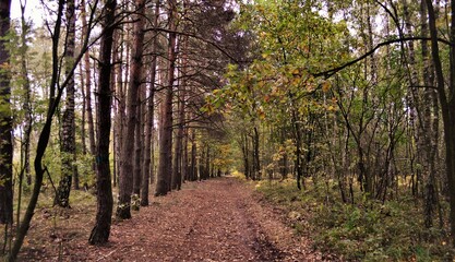 Leśna droga jesienią
