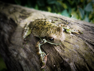 common garden frog climbing a tree