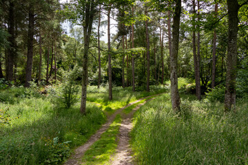 Burgie Arboretum Woodland Garden Forres Scotland