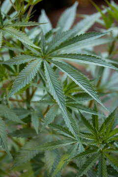 Detail of healthy home grown cannabis plant outdoors