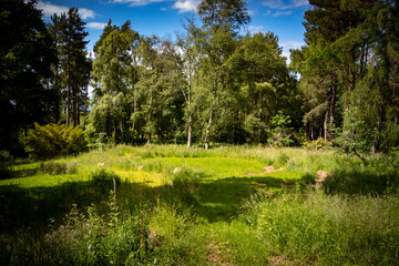 Fototapeta na wymiar Burgie Arboretum Woodland Garden Forres Scotland