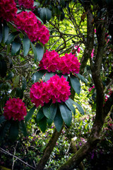 Burgie Arboretum Woodland Garden Forres Scotland