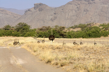 Babies ostriches running with the mother in a grass field in Damaraland, Kunen, Kaokoveld,  Namibia 