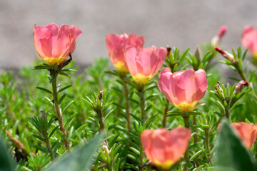 Portulaca grandiflora moss-rose flowering plant, pale pink orange color rock rose purslane flowers in bloom