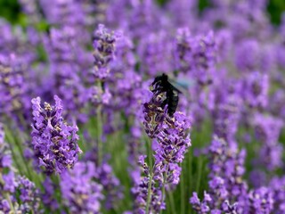 lavande et abeille charpantiere 