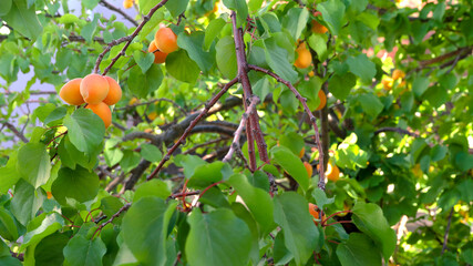 organic apricot from the garden