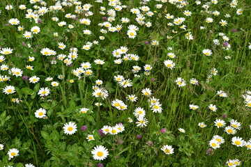 Daisies and clover grow in the field. Motley grass. The bokeh effect.