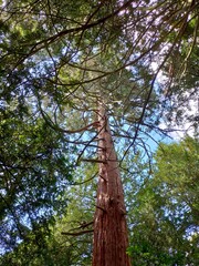 Fototapeta premium trees in the park