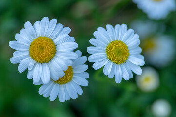 Fototapeta premium Leucanthemum vulgare meadows wild oxeye daisy flowers with white petals and yellow center in bloom, flowering beautiful plants