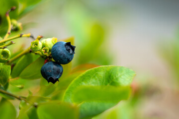 Blueberries growing on the bush.