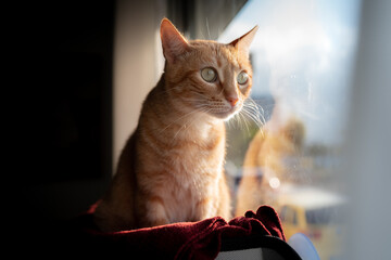 gato atigrado de color marron con ojos verdes sentado en una hamaca junto a la ventana, mira al exterior desde la ventana