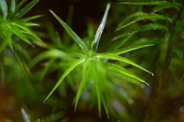 Polytrichastrum formosum – Moss – Złotowłos strojny – Trójmiejski Park Krajobrazowy