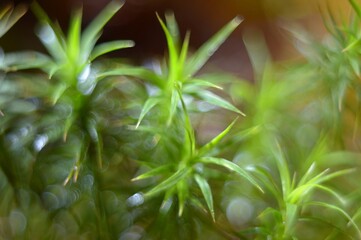 Bokeh – Moss – Złotowłos strojny – Trójmiejski Park Krajobrazowy