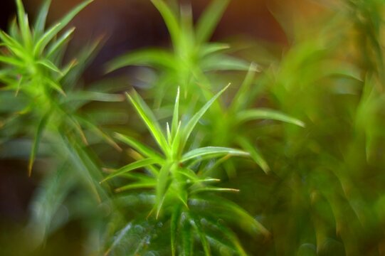 Green moss – Złotowłos strojny – Trójmiejski Park Krajobrazowy