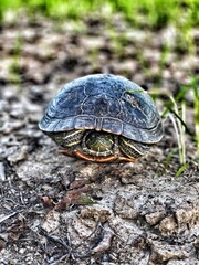 turtle on the grass