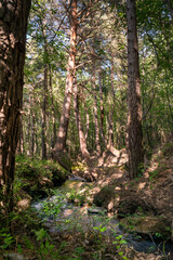 natural park of San Martín de la Virgen in the Moncayo, stream surrounded by tall trees and lush vegetation with ferns , selective approach, Zaragoza, Spain