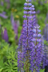 Lupines on high powerful stems with pink and blue delicate flowers grow in the field. Vertical background.