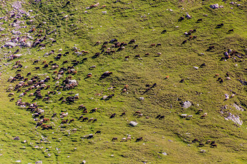 Flock of sheep on a meadow near Karakol, Kyrgyzstan