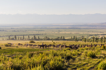 Naklejka premium Herd of cows at a meadow near Kerege Tash village near Karakol, Kyrgyzstan