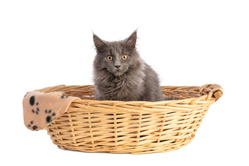 Fototapeta na wymiar Young grey maine coon cat in basket