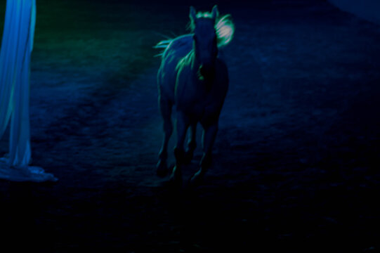 HORSE AT LIGHT 
