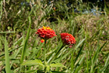 Small flower red