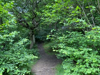 Fototapeta premium A trail through a lush green forest in, Fagley Woods, Bradford, UK