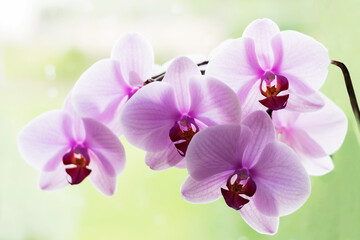 Fototapeta na wymiar A branch of a flowering orchid.