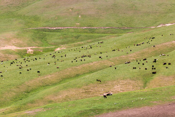 Grazing sheep near Song Kul lake, Kyrgyzstan