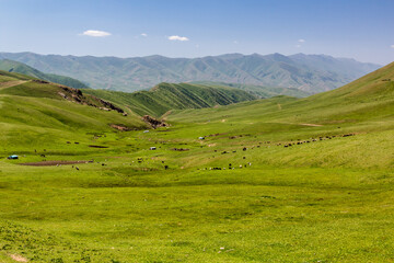 Fototapeta na wymiar Meadows near Song Kul lake, Kyrgyzstan