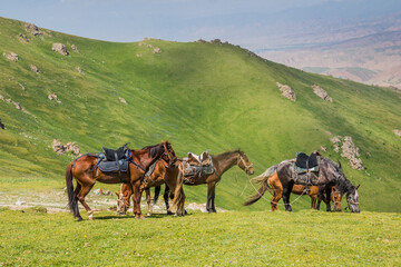 Horses on a meadow near Song Kul lake, Kyrgyzstan