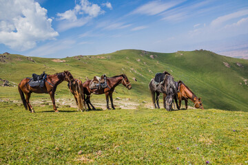 Horses on a meadow near Song Kul lake, Kyrgyzstan