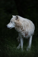 Naklejka na ściany i meble Loup blanc arctique