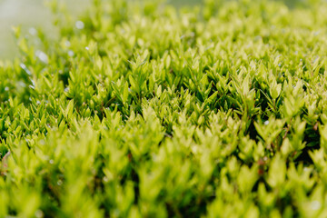 green bush top view Green leaves wall background. High quality photo