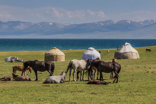 Yurts and horses near Song Kul lake, Kyrgyzstan