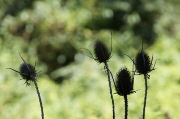 Thistle flowers in shadow