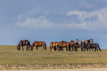 Naklejka na ściany i meble Horses on a meadow near Song Kul lake, Kyrgyzstan