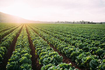 Lettuce field in Cartagena,intensive farming. Spain