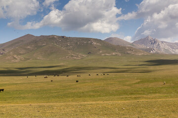 Pastures near Song Kul lake, Kyrgyzstan