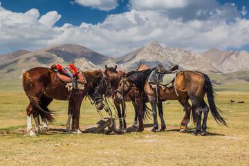 Horses near Song Kul lake, Kyrgyzstan