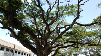 Large tree branch with sky view.Old tree branch and sky.