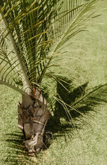 young palm tree on a green lawn. High quality photo