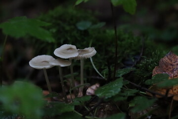 mushroom in the forest