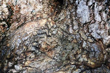 Tree bark texture